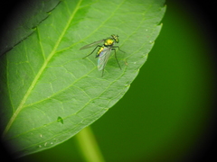 Condylostylus armipes