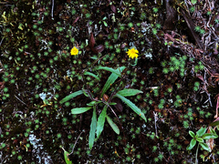 Picris hieracioides morrisonensis