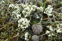 Xanthoparmelia semiviridis