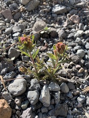 Castilleja arachnoidea