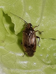 Lygus lineolaris