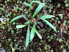 Picris hieracioides morrisonensis