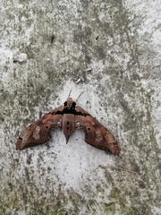Adhemarius gannascus
