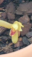 Maxillaria rufescens