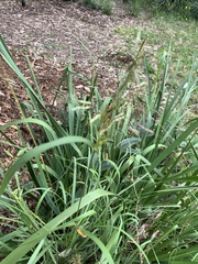 Capillipedium spicigerum