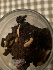 Zootermopsis laticeps