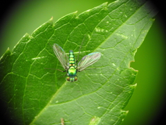 Condylostylus armipes