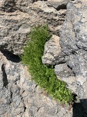 Cryptogramma cascadensis