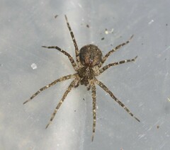 Ornodolomedes