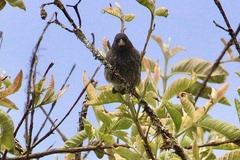 Thraupidae