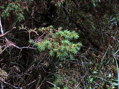 Juniperus formosana
