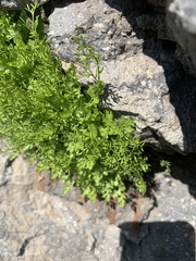 Cryptogramma cascadensis