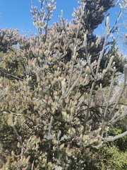 Adenanthos cygnorum