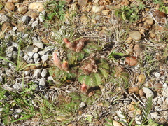 Parodia ottonis