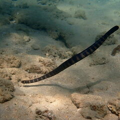 Emydocephalus annulatus