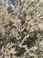 Adenanthos cygnorum