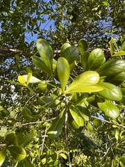 Hypelate trifoliata