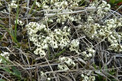 Xanthoparmelia semiviridis