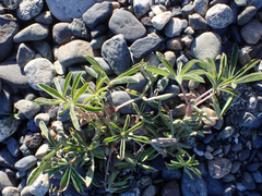 Lupinus arboreus