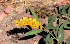Crotalaria crispata