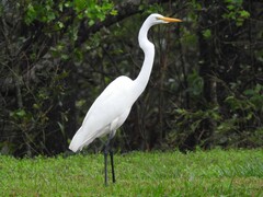Ardea alba egretta