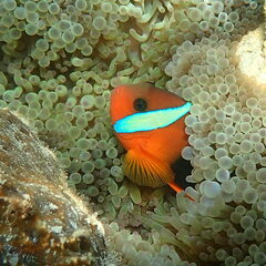 Amphiprion melanopus