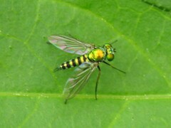 Condylostylus graenicheri