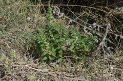 Scutellaria drummondii