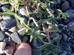 Lupinus arboreus