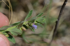 Scutellaria drummondii