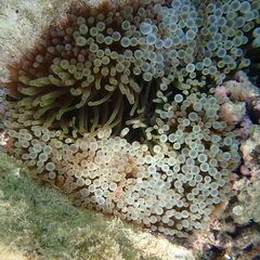 Entacmaea quadricolor