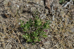 Scutellaria drummondii