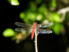 Orthemis nodiplaga