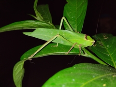 Stilpnochlora thoracica