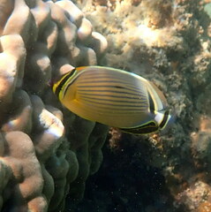 Chaetodon lunulatus