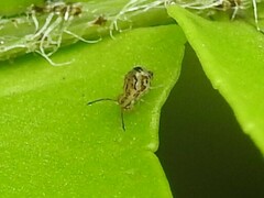 Dicyrtomidae