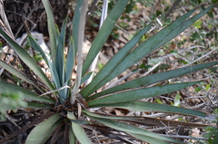 Yucca pallida