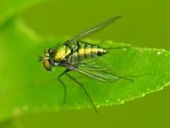 Condylostylus armipes