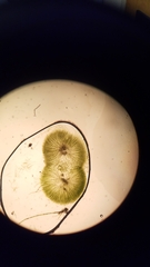 Chaetophoropsis