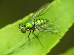 Condylostylus armipes