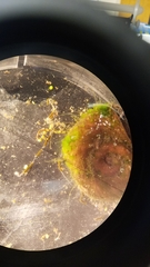 Chaetophoropsis
