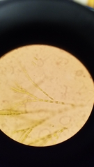Chaetophoropsis
