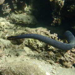 Emydocephalus annulatus