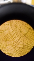 Chaetophoropsis