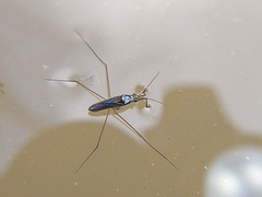 Limnogonus