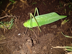 Stilpnochlora thoracica