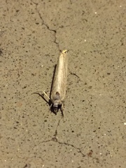 Parapediasia decorellus