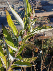 Artemisia suksdorfii