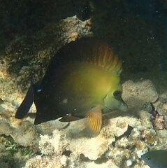 Zebrasoma scopas