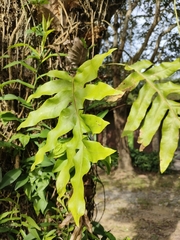 Drynaria quercifolia